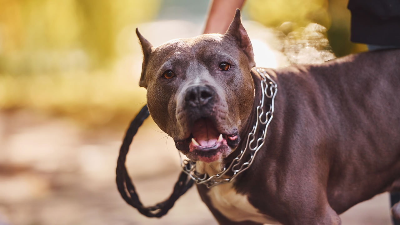 ¿Qué tan peligrosas son las mordidas