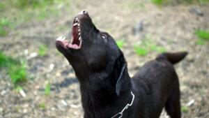 Compensación y demanda por ataque de perro