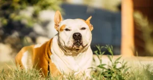 Perro pitbull blanco y canela echado sobre el césped